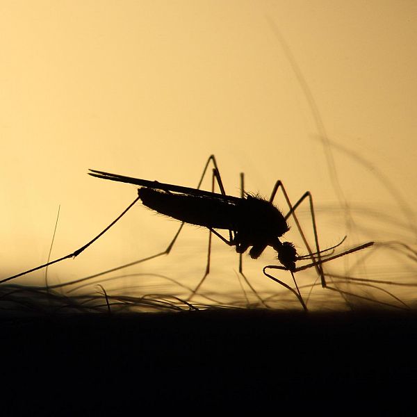 Piki komarjev in kaj lahko storite
