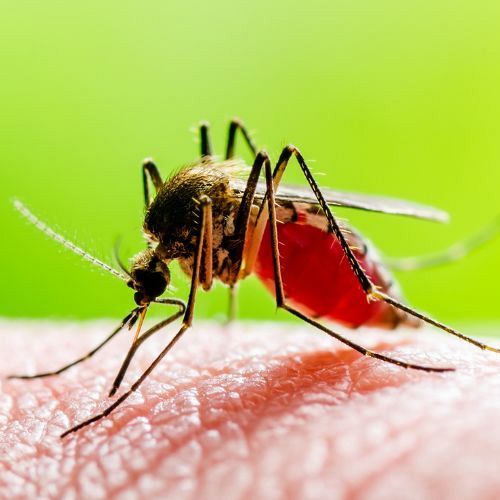 Naravna zaščita pred komarji z eteričnimi olji