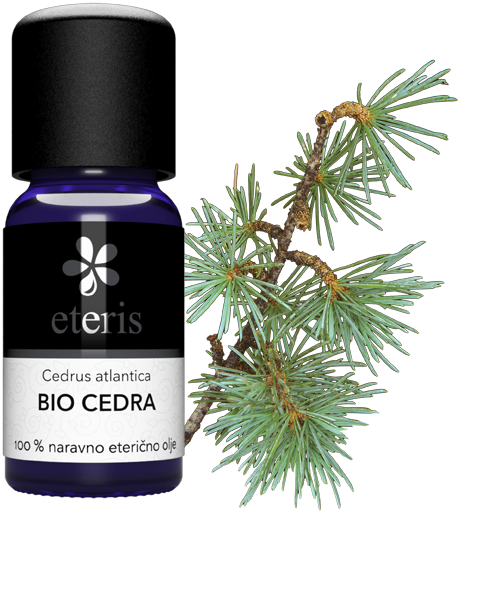 Cedar – BIO Cedar – BIO