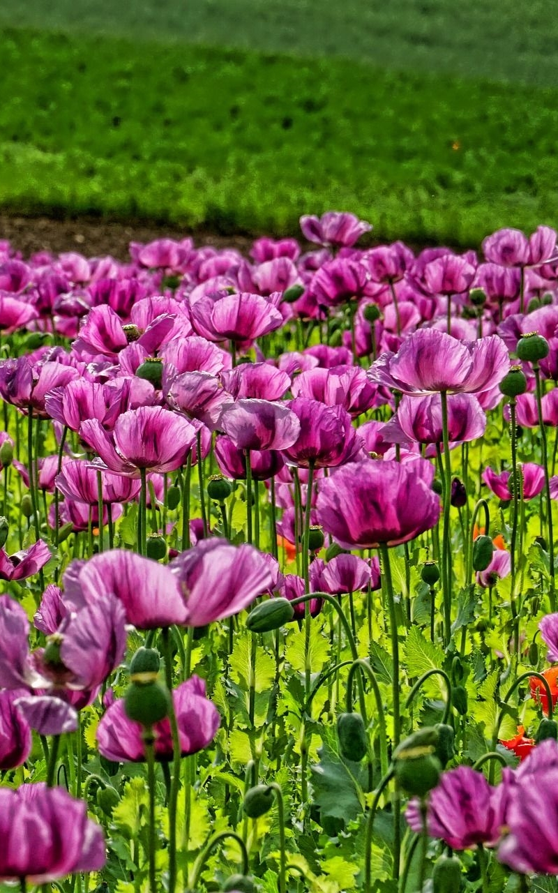 Makovo polje